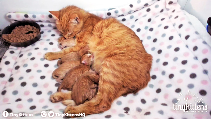 Онлайн веб-камера в кошачьем приюте «TinyKittens»
